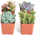 Shop Succulents Mini Succulent Plant Pack Collection - Live 2" Succulent Plants, Low Maintenance, Beautiful Colors & Textures - Wedding and Party Favors, Gift & Garden, Pack of 4