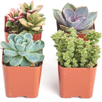 Shop Succulents Mini Succulent Plant Pack Collection - Live 2" Succulent Plants, Low Maintenance, Beautiful Colors & Textures - Wedding and Party Favors, Gift & Garden, Pack of 4