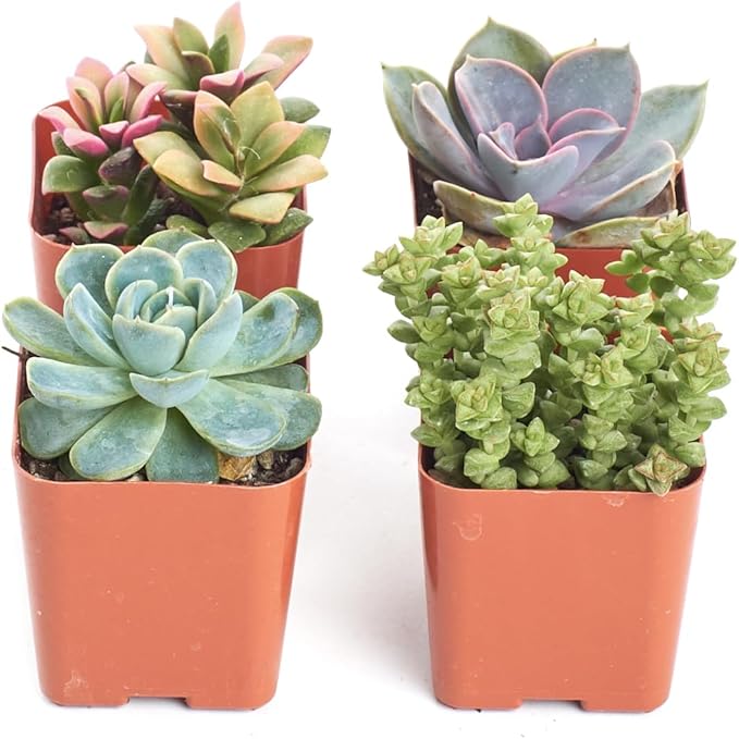 Shop Succulents Mini Succulent Plant Pack Collection - Live 2" Succulent Plants, Low Maintenance, Beautiful Colors & Textures - Wedding and Party Favors, Gift & Garden, Pack of 4