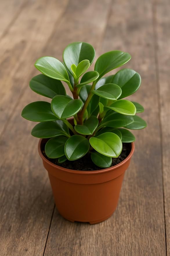 Baby Rubber Plant (Peperomia obtusifolia) – Live Plant in 2 Inch Pot - Waxy, Spoon-Shaped Foliage with a Vibrant Green hue