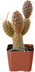 2" Live Succulent Plants Pine Cone Cactus, Mini Potted Succulents, Easy Care Indoor Houseplant, Unique Gifts, Home Office Décor
