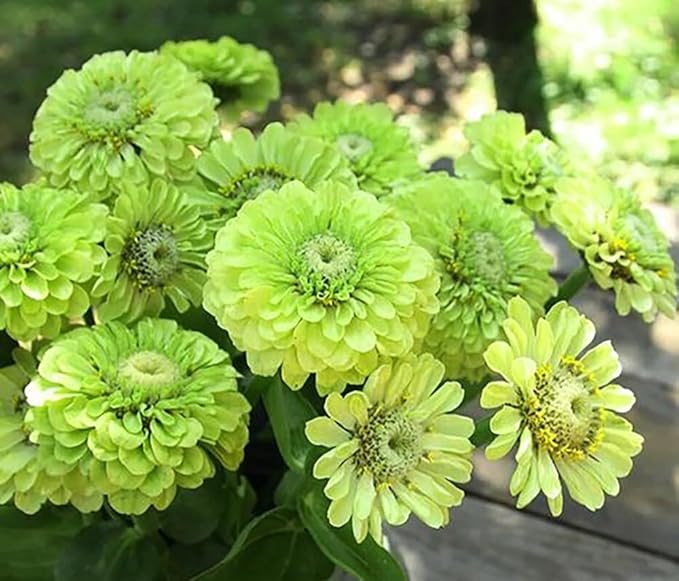 Fresh Premium Green Envy Zinnia Seeds Greens Heirloom Non-GMO Flower Seeds elegans Lime Green Flowers Rare Butterflies Blooms 100pcs