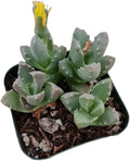 Live Cactus and Succulent Plants (2" Pot Oscularia deltoides 'Pink Ice Plant')