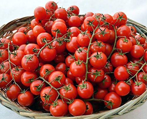 20 Italian Sicilian Ciliegino Cherry Tomato Seeds, Heirloom Non-GMO, Rare, Classic, Indeterminate, Open-Pollinated, Productive, Delicious US Grown Solanum lycoperscium