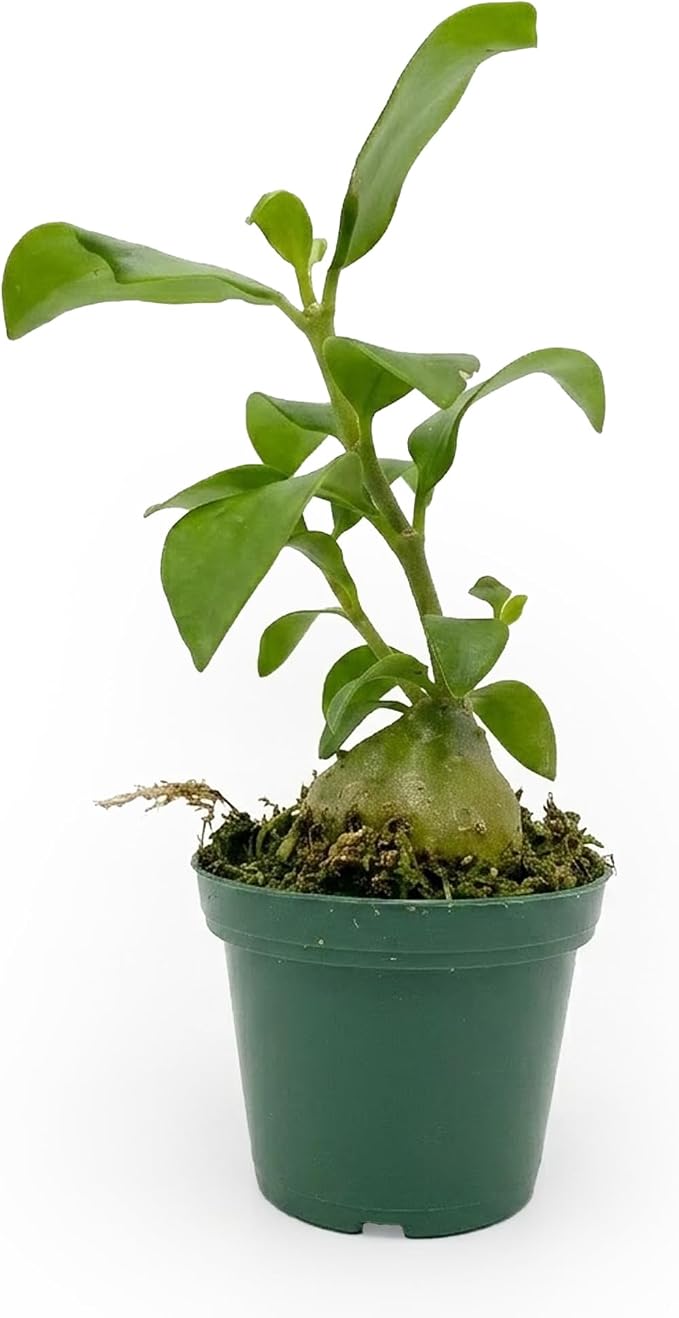 Live Hydnophytum papuanum Plant - 'Ant Plant' - ragnaroc Tropical Plant 6-12" Tall - 4ct - Live Arrival Guaranteed - House Plants for Home Décor & Gift
