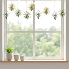 12 Pcs Air Plants Live Holders with Jute Ropes, Soilless Air Plant Hanger Hanging Plant Holder Succulent Hanging Display