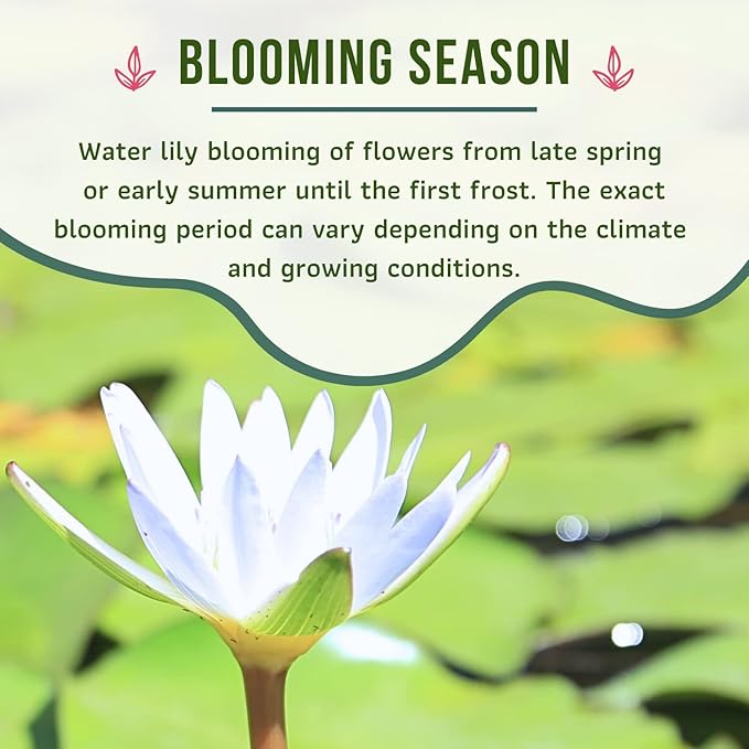 Mainam Mixed Colorful Hardy Water Lily Tuber Live Aquarium Plant for Freshwater Fish Pond Balcony Buy 2 GET Fertilizer Free (White Nymphaea Denver)