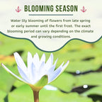 Mainam Mixed Colorful Hardy Water Lily Tuber Live Aquarium Plant for Freshwater Fish Pond Balcony Buy 2 GET Fertilizer Free (White Nymphaea Denver)