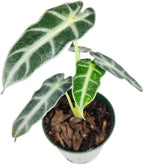 Alocasia Bambino (4'' Grower Pot) - Low Light and Healthy Houseplant - Easy to Care Indoor Houseplant