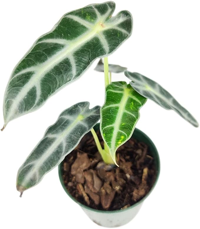 Alocasia Bambino (4'' Grower Pot) - Low Light and Healthy Houseplant - Easy to Care Indoor Houseplant
