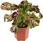 Live Coleus Plant, Shade Loving Outdoor Plants for Spring, Easy to Grow, Real Tender Perennial or Annual, Fast Growing, Great for Garden Containers, Unique Foliage