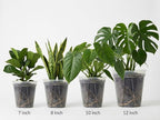 12 pcs 12/10/8/7 inch Large Clear Nursery Pot with Drainage Holes,Reusable Thick Plastic planters for repotting Orchid,Monstera,Aroid, Indoor and Oudoor use
