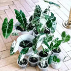 2 Frydek Alocasia Plants Live Houseplant for Indoor Outdoor Growing, 4 to 8 Inches Tall, Rare and Hardy