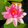 Mainam Mixed Colorful Hardy Water Lily Tuber Live Aquarium Plant for Freshwater Fish Pond Balcony Buy 2 GET Fertilizer Free (Pink Nymphaea Tubtim Siam)