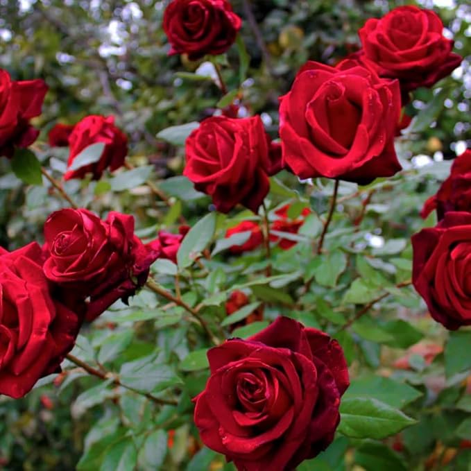 Rose Live Plant, Roses Flower Plant, Fragrant Flower for Planting, 4-6 Inches Tall, Bush Shrub Plants, Well Rooted, Ready to Grow (Red Rose)