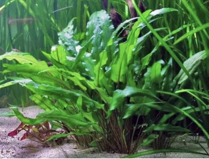 Marcus Fish Tanks - Live Aquarium Plant Variety Pack Amazon Sword Java Moss Anacharis Ludwigia Java Fern and More