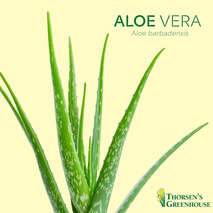 Thorsen's Greenhouse Aloe Vera, Live Indoor Plant, Aloe barbadensis, Easy to Grow, Succulent, Natural Air Purifier, 4" Diameter Pot (White)