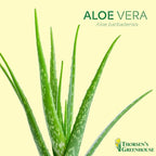 Thorsen's Greenhouse Aloe Vera, Live Indoor Plant, Aloe barbadensis, Easy to Grow, Succulent, Natural Air Purifier, 4" Diameter Pot (Brushed Silver)