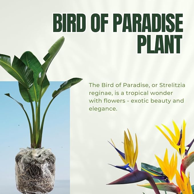 Bird of Paradise Plant - Live Tropical Ornamental Houseplant, Indoor and Outdoor Planting, Zones 9-11 (Yellow)