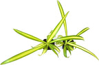 9GreenBox - Ocean Spider Plant - Easy to Grow - Cleans The Air - New - 2 Pack