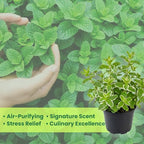 Pineapple Mint Plants Live, Mint Plants for Inside and Home Décor, 3-Inch Potted Fresh Herb for Kitchen Gardens and Indoor Outdoor Growing