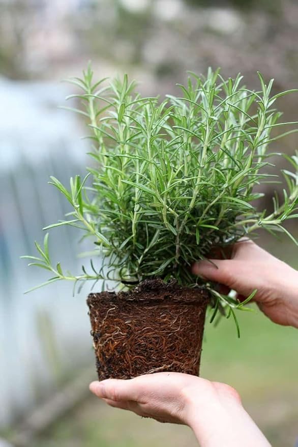 Set 2 Rosemary Plants Live, Ready to Grow Rosemary Plant 6 to 8 Inches, Hardy Fragrant Herb Plants for Outdoor Garden, 4'' Potted Plants