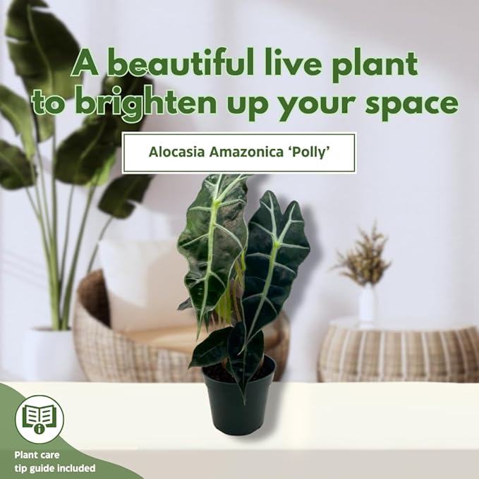BubbleBlooms Alocasia African mask, 4 inch amazonica Polly