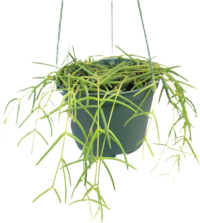 Hoya Linearis Live Plant in 6” Hanging Pot – Rare Trailing Houseplant with Fuzzy Foliage - Hoya Plants Live Houseplants - Air Purifying Plant - Ships from CA (6" Hanging Pot, Long)