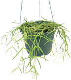 Hoya Linearis Live Plant in 6” Hanging Pot – Rare Trailing Houseplant with Fuzzy Foliage - Hoya Plants Live Houseplants - Air Purifying Plant - Ships from CA (6" Hanging Pot, Short)