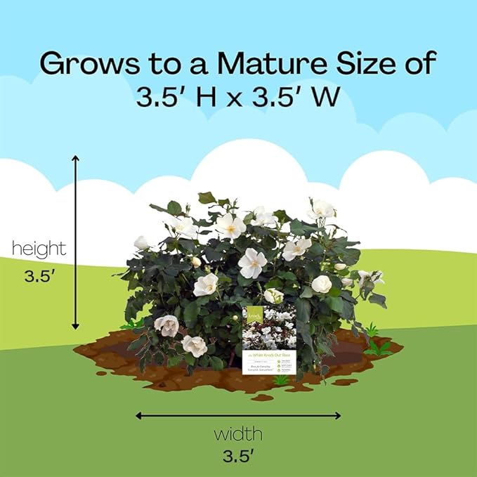 Knock Out 2 Gal. White Rose Shrub