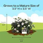 Knock Out 2 Gal. White Rose Shrub