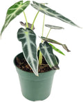 Alocasia Bambino (4'' Grower Pot) - Low Light and Healthy Houseplant - Easy to Care Indoor Houseplant
