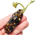 Mainam Orange Nymphaea Colorado Live Aquarium Plant Hardy Water Lilies Tuber for Freshwater Fish Pond Balcony