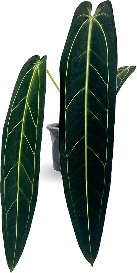 LEAL PLANTS ECUADOR Anthurium Warocqueanum| Green Live Plant for Indoors | Rare and Exotic Indoor Plants for Living Room | Queen Anthuriums House Plants | Warocqueanum Heart Plant