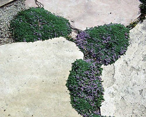 Elfin Thyme Plant - Thymus Minus - World's Smallest Thyme - Live Plant - 3" Pot