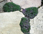 Elfin Thyme Plant - Thymus Minus - World's Smallest Thyme - Live Plant - 3" Pot