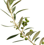 Arbequina Olive 3-4'