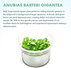 SubstrateSource Live Plant - Giant Anubias - Background Rhizome with Dark Green Leaves, Snail-Free in Vitro Aquarium Plant - Tissue Culture