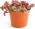 Shop Succulents Calico Kitten Hanging Succulent, Crassula Pellucida Variegata, Fully Rooted Live 4" Succulent Plant, Low Maintenance Indoor Plant, Trailing Succulents, Gift & Garden
