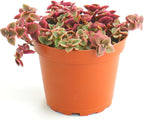Shop Succulents Calico Kitten Hanging Succulent, Crassula Pellucida Variegata, Fully Rooted Live 4" Succulent Plant, Low Maintenance Indoor Plant, Trailing Succulents, Gift & Garden