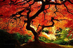 Red Dragon Weeping Lace Leaf Japanese Maple 2 - Year Live Plant