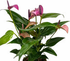 Anthurium (12"-14" Tall) Unique and Gorgeous Live Indoor Plant, Easy Care and Easy to Grow, Bloom Plant, 4 inch Pot (Zizou Purple)