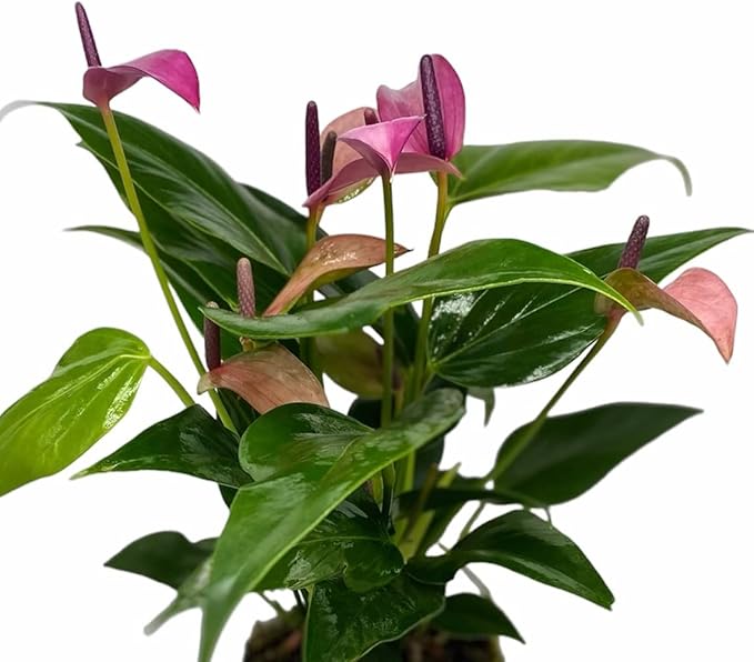 Anthurium (12"-14" Tall) Unique and Gorgeous Live Indoor Plant, Easy Care and Easy to Grow, Bloom Plant, 4 inch Pot (Zizou Purple)