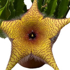 BubbleBlooms Stapelia gigantea, Giant Starfish Flower, Rare Huernia, Zulu Carrion Giant Plant, 4 inch Pot