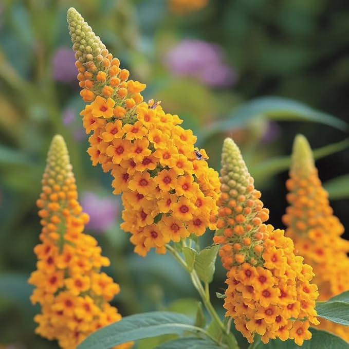 Yellow Orange Butterfly Bush Live Shrub Plant Shrub, Buddleia Bush Well Rooted, 5 to 10 Inc Tall