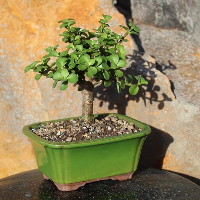 Brussel's Bonsai - Live Dwarf Jade Bonsai Tree in a Grower Bonsai Pot, Indoor Succulent Houseplant, 4 Years Old, 8-12 Inches Tall, Easy Care Plant for Home or Office (Medium, Green)