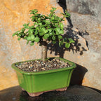 Brussel's Bonsai - Live Dwarf Jade Bonsai Tree in a Grower Bonsai Pot, Indoor Succulent Houseplant, 4 Years Old, 8-12 Inches Tall, Easy Care Plant for Home or Office (Medium, Green)
