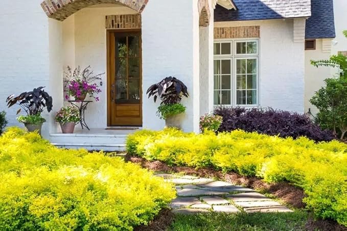 Sunshine Ligustrum Plant, 1 Gallon, Golden Foliage Privacy Hedge, Non-Invasive, Evergreen in Zones 7-10