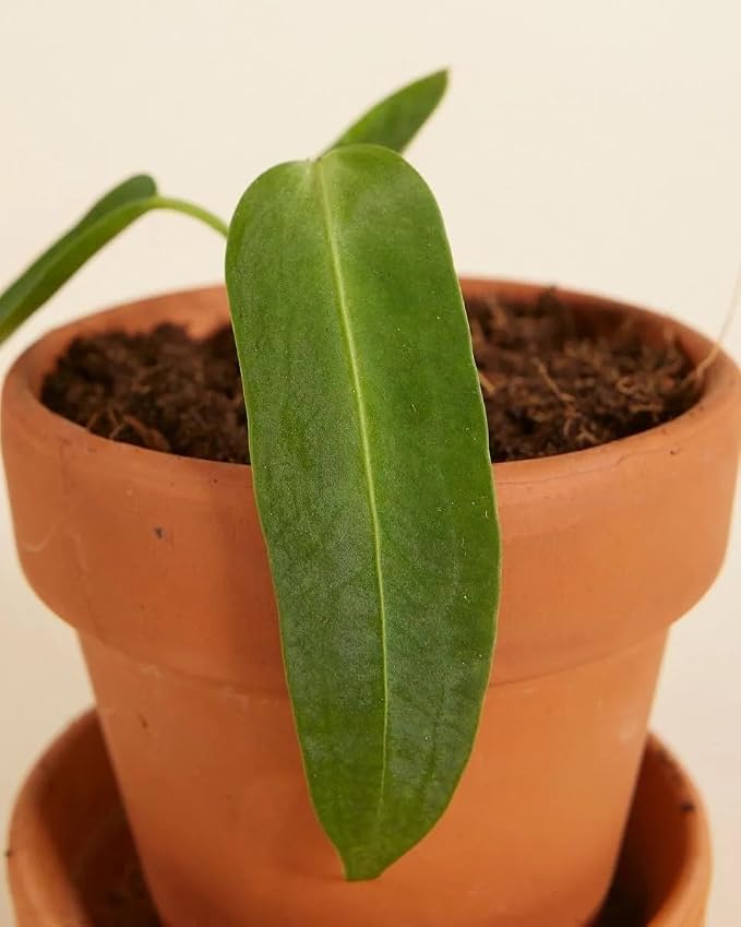 Anthurium Warocqueanum, 2 Inch Live Queen Anthurium Plant, Rare Velvet Leaf Tropical Indoor Houseplant