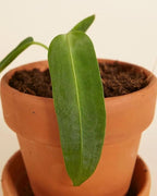 Anthurium Warocqueanum, 2 Inch Live Queen Anthurium Plant, Rare Velvet Leaf Tropical Indoor Houseplant
